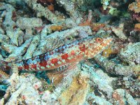 Sand Diver Lizardfish